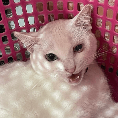 White cat in a basket, one of the Hoodle office supervisors