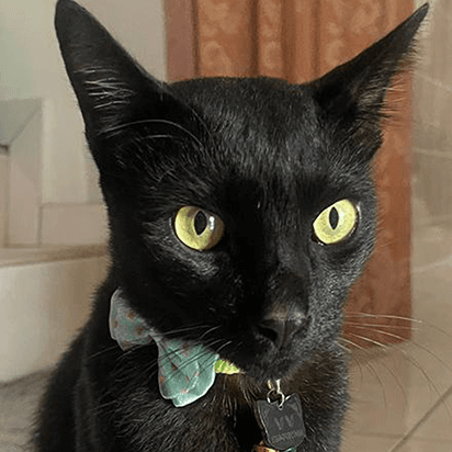 Black cat wearing a bow tie, one of the Hoodle office supervisors